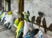 Budgies