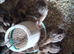 Guinea fowl