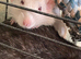 Dumbo rats 3 boys and full cage set up