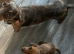 X1 girl miniature Dachshund