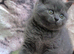 Gorgeous BSH Blue kittens