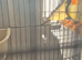 Two male star finches
