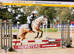 Arab X 15.1 13 years old Gelding
