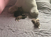 Kitten