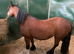 Little pony available