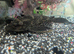 Common pleco
