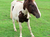 Yearling DHP Colt