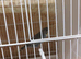 Four baby budgies