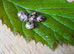 Extatosoma Tiaratum Giant Prickly Stick Insect Eggs 5-10