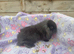 Gorgeous mini lop & mini lion lops