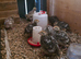 5 week quail chicks