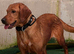 KC Registered Labrador Female