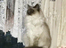Teddy,6year old Ragdoll