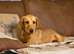 Kc registered fox red labrador pup