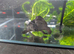 Snapping turtle