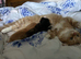 ONE BLACK AND GINGER GIRL KITTEN