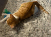 FREE kitten with accessories