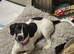 1 springer spaniel x fox terrier pups available