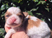Shih Tzu girls for sale