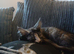 Gorgeous female maincoon smoke tortie