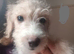 Fully vaccinated*Jackapoo .. ️( Cockapoo x Jack Russell Ready NOW