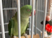 Parrot