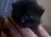 4 baby kittens