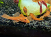 Super red BN pleco young
