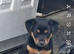 Black & Tan Boy Jack Russell