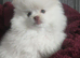 Tiny Teddy Bear Pomeranian Puppies for sale