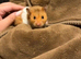 Syrian baby hamsters