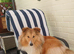 Shetland sheepdog