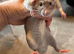 2 male rats 15 weeks old with large cage