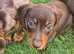 Miniature Dachshund