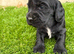 4 showtype cocker spaniel puppies
