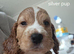 Show cocker spaniel
