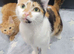 3 cute kittens limited time offer
