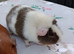 Guinea pigs