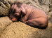 Crestepoo puppies (hairless)