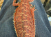 Bearded Dragons juvenile. Sale this weekend only