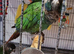 Pearly conure pair