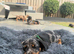Beautiful Miniature Dachshund Pups