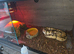 CB14 hybrid bumblebee bloodball python