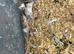 Fancy mice babys - Ready Now