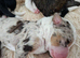 Bernedoodle F1B