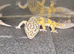 4 leopard geckos 50