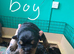 Rottweiler puppies