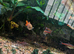 Got a few Guppy's for free.