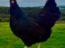 GOLD LACED BARNEVELDER HATCHING WGGS