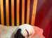 English Springer Spaniel puppies KC registered.